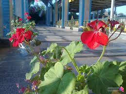 حضور وزیر کشور در گلزار شهدای رشت