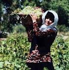 پیش بینی برداشت 384 هزار تن انگور  از تاکستان های استان همدان