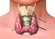 کم کاری تیروئید از عوامل ایجاد ناباروری است