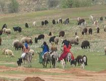 250هزار راس دام عشایر استان چهارمحال و بختیاری نسبت به بیماری های انگلی درمان می شود