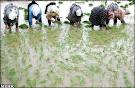 الگوی بهینه کشت تاثیرگذار در حفظ تندرستی