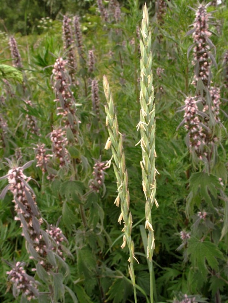 درمان خارش های پوستی با گیاه دارویی بید