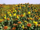 85 درصد نياز دانه روغني کشور وارداتي است