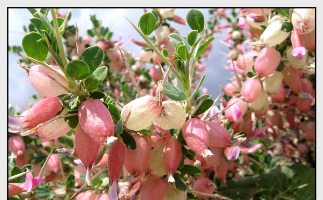 آغاز روغن گيري از پسته وحشي در استان چهارمحال و بختياري