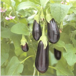 خواص بادمجان