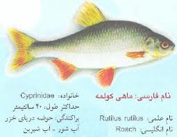 ماهی کولمه ؛ ماهی لذیذ دریای خزر