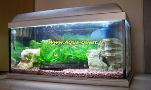 تاریخچه اکواریوم
