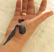 سومبور یا زالو