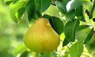 آغاز برداشت گلابی در آذربایجان غربی
