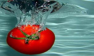 آغاز برداشت گوجه فرنگی در آذربایجان غربی