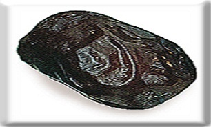 خواص خرما