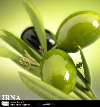 توزیع نهال یارانه دار میان زیتون کاران