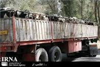 همجواري با افغانستان خطرافزایش تردد دام غيرمجاز