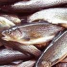 کاهش خطر ابتلاء به سکته های قلبی با مصرف ماهی