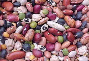 اغاز برداشت حبوبات در استان چهار محال و بختیاری