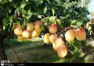 برداشت بیش از 12 هزار تن زردآلو از باغات شهرستان ماهنشان