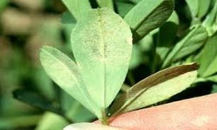 ژن هایی که گیاه برنج را استریل می کنند+عكس