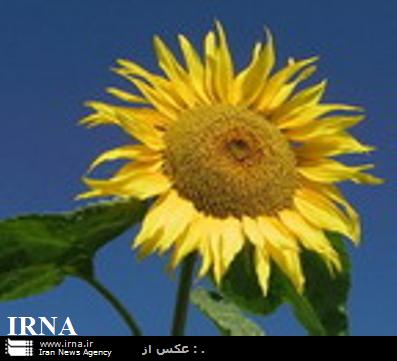 خرید 335 تن دانه‌های روغنی از کشاورزان مازندرانی