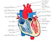 خارج کردن تومور نیم کیلویی از قلب یک بیمار در بندرعباس