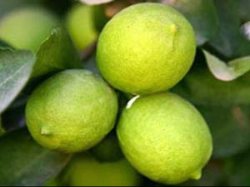 محصول لیمو ترش تولیدی باشت كفاف مصرف باغداران را هم نمی دهد