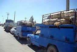 نبود محدودیتی برای واردات دام در سیستان و بلوچستان