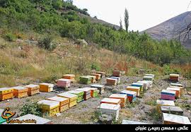 حمله زنبورهای عسل به شهروندان در بندر انزلی