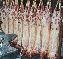 موفقیت طرح ملی و پایلوت زنجیره تولید گوشت و پروار بندی در کشور
