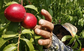برداشت 65 هزار تن هلو و شلیل از باغات حاشیه زاینده رود
