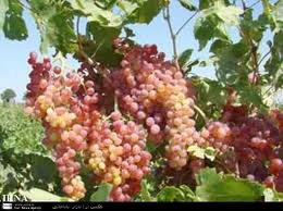 برداشت یک تن محصول از خانه انگوری پیرمرد 81 ساله قاینی