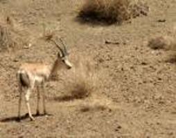 آغاز سرشماری تابستانه از وحوش و پستانداران در مناطق حفاظت شده و پارک های ملی استان چهارمحال و بختیاری