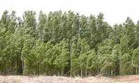 اختصاص 298 میلیارد تومان برای توسعه بخش کشاورزی سیستان و بلوچستان