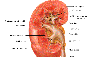 آمار اهدا کنندگان کلیه از خانواده در حال کاهش است