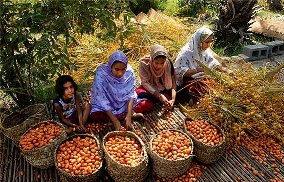 خرمای ربی شهرستان سراوان، جایگزینی مناسب برای قند مصرفی