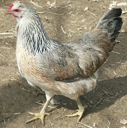 ساماندهی صنعت مرغ در گلستان
