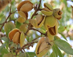 ایستگاه تحقیقاتی بادام در بخش سامان استان چهارمحال و بختیاری راه اندازی می شود