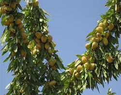 توسعه 35 هزار هكتاری باغهاي بادام كشور، طی برنامه پنجم