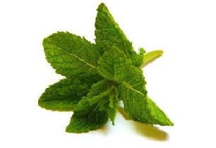 خواص درمانی گیاه نعناع