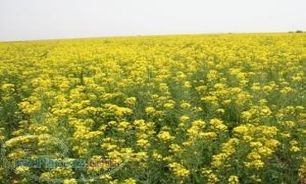 کشت کلزا در شهرستان پلدشت