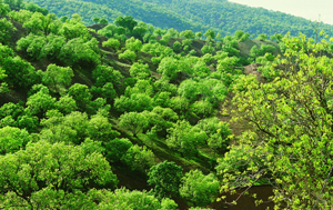 مبارزه با خسارت سرمازدگی باغات