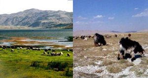 قصه پرغصه تالاب « گندمان » بروجن / تالابی كه در عطش آب می خشكد