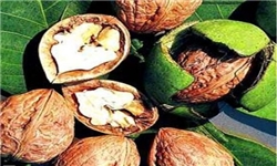 برداشت محصول گردو در خلخال