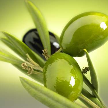 برداشت 60 تن زیتون از باغات خراسان شمالی