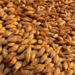 توليد عصاره مالت ازمحصول جو داخلی