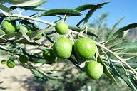 آغازبرداشت زيتون روغني در شهرستان رودبار