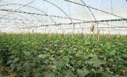 سطح كشت شهرك گلخانه ای گرمی 30 درصد افزایش یافت