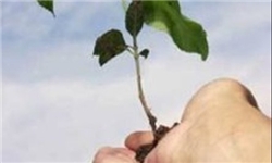 خودکفایی رفسنجان در تولید نشا