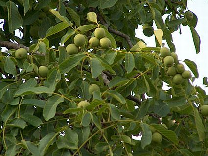 انبارداری نامناسب تاثیرگذار در حاصل شدن ضایعات محصولات باغی