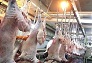 کشتارهای غیرمجاز دام وطیور یک معضل بهداشتی در کرمانشاه است