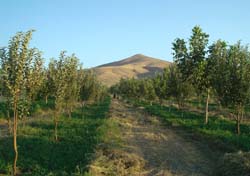 توصیه هایی به  کشاورزان و باغداران برای مبارزه با سرمازدگی و خسارات خشکسالی