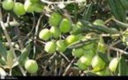 زنجان رتبه اول تولید زیتون دركشور